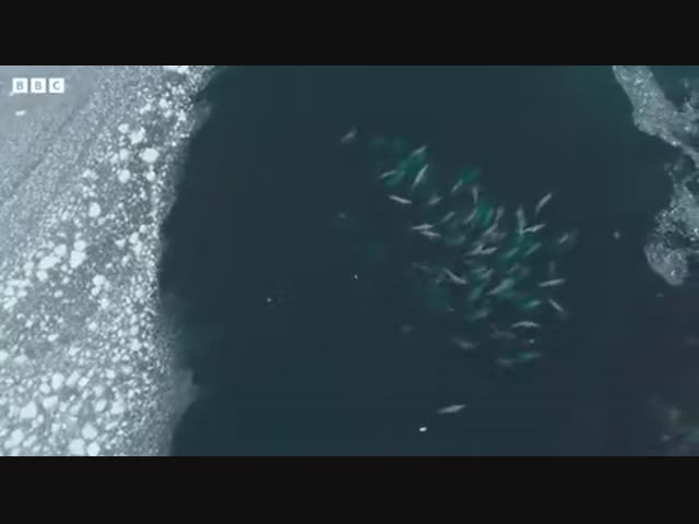 Командная охота китов - убийц против тюленей-крабоедов