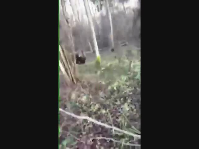 Белорус повстречался в лесу с медведем