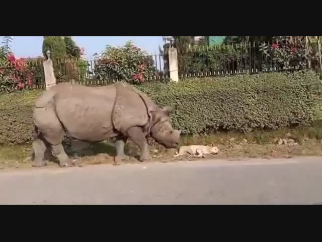 Носорог желает познакомиться