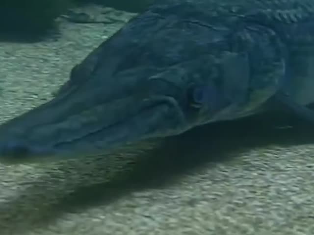 Пресноводный ужас — аллигаторова щука