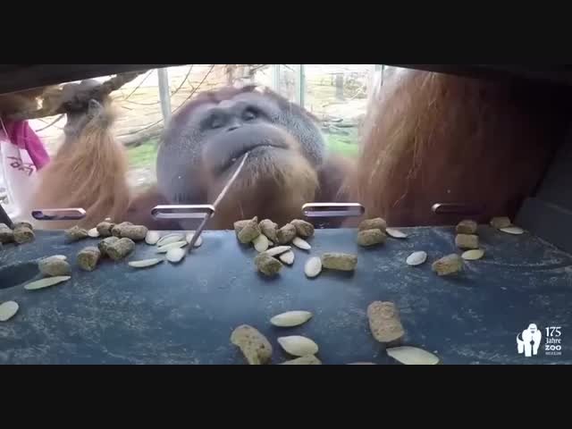 А наш предок не так глуп, как может показаться