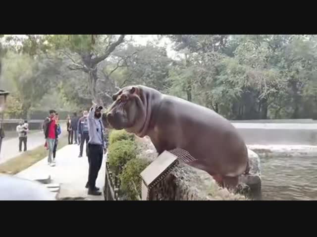 Охранник против бегемота