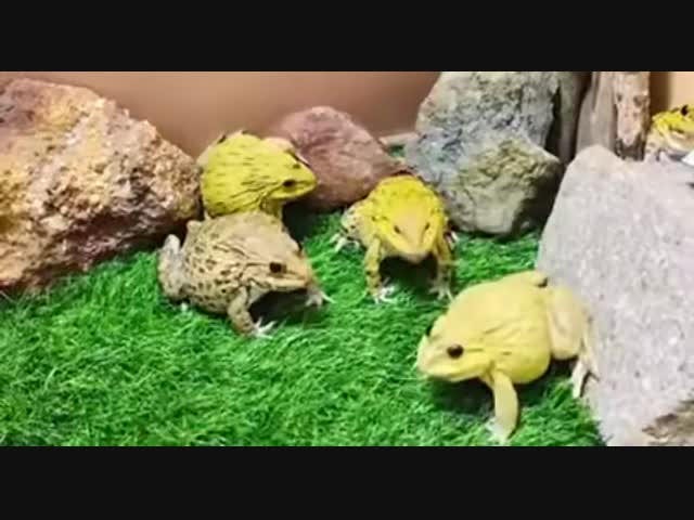 Старшие жабы защищают детёныша от человека