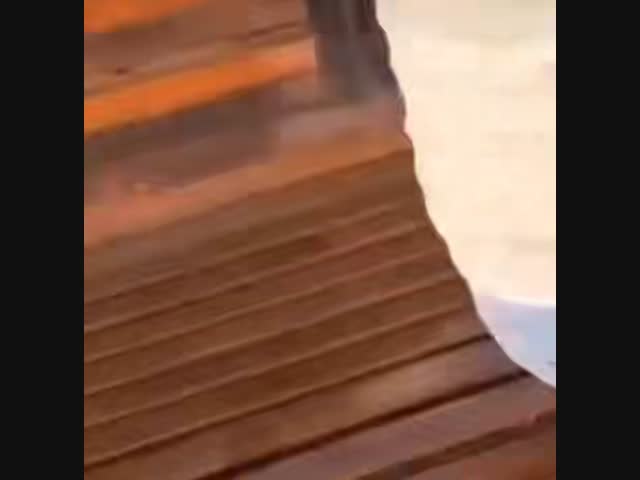 Не доверяйте диким животным