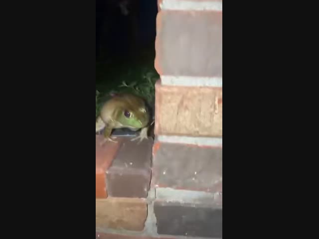 Какая громкая жаба!