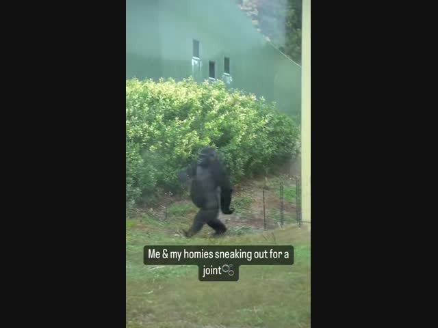 - Пацаны, давайте быстро по рюмашечке, пока жены нет