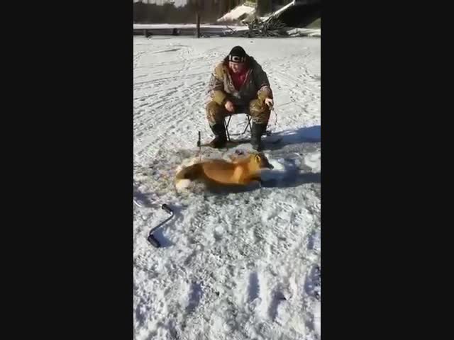 Наглая Сахалинская лиса