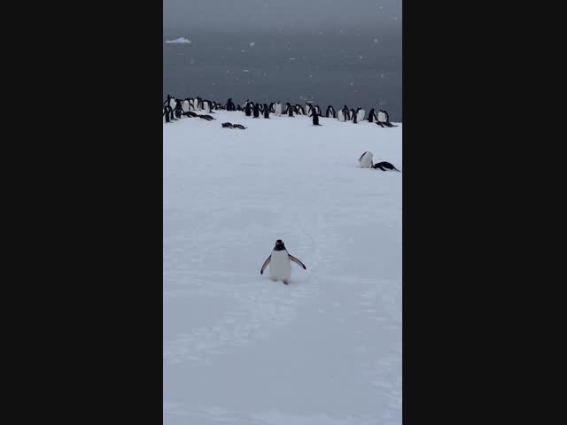 Пингвин присоединился к группе туристов