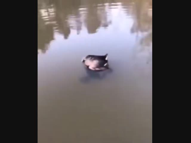 Жаба попыталась съесть утку