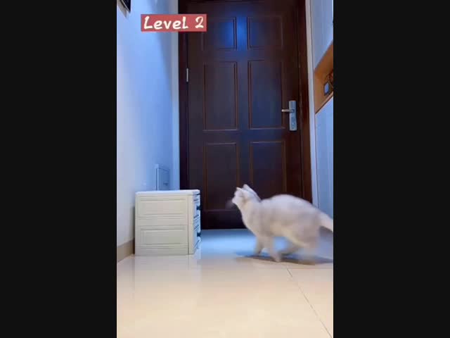 Кошак идёт на рекорд