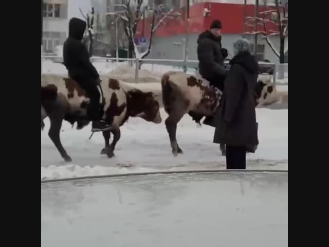 В Брянске появились ездовые коровы