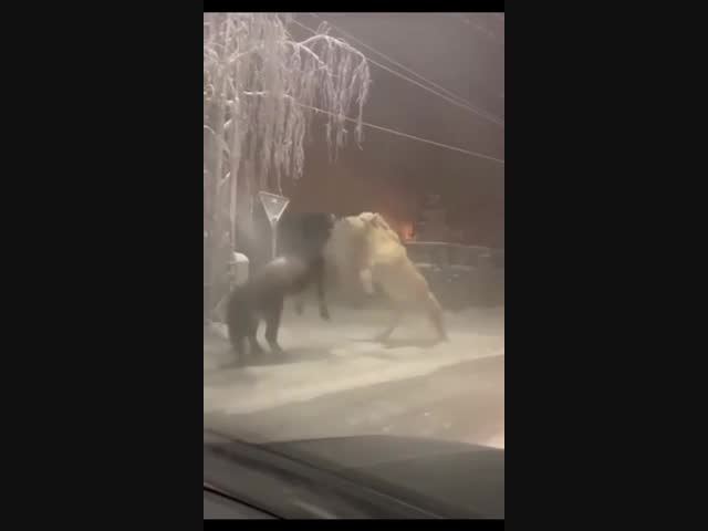 Дорожный конфликт в Якутии