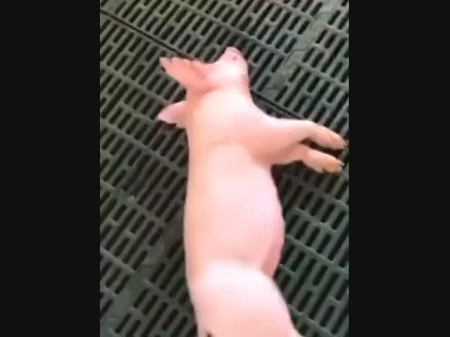 «Утром на работу не разбудишь!»