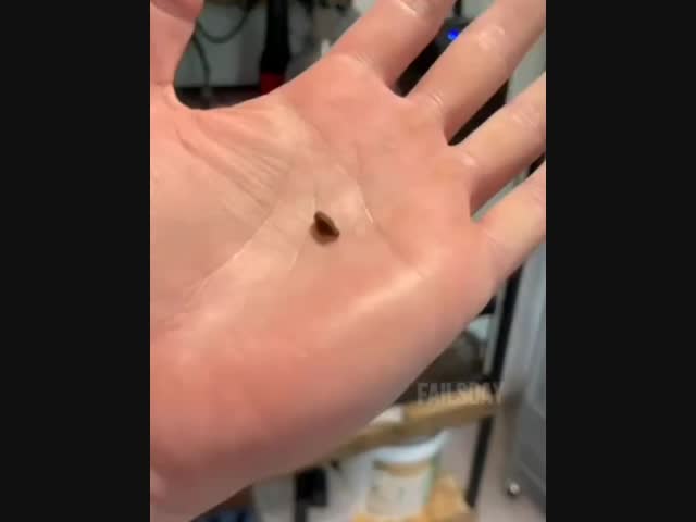 Как растут букашки