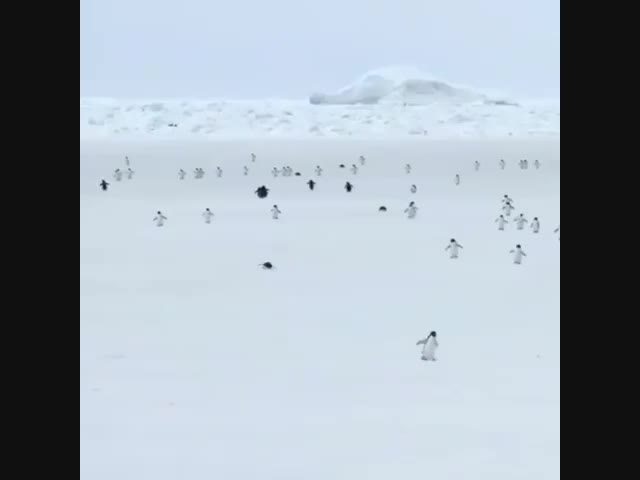 Пингвины в 5-кратном ускорении