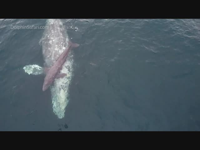 Новорожденный китёнок