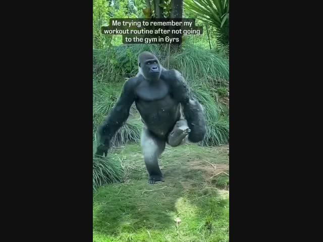 Из жизни горилл