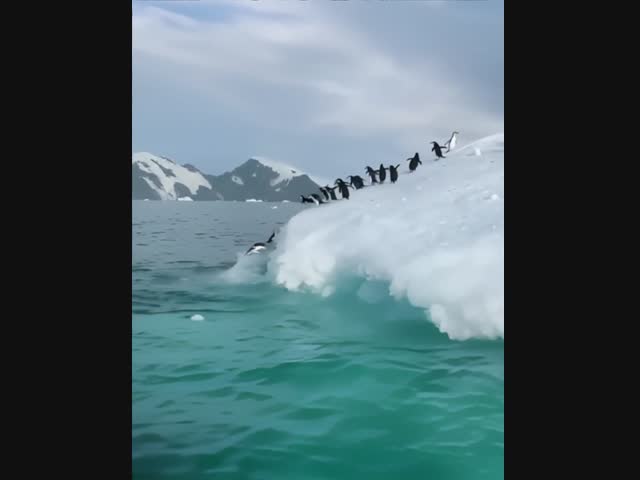 Бросаться на делание важных дел нужно столь же лихо, как первый пингвин с айсберга!