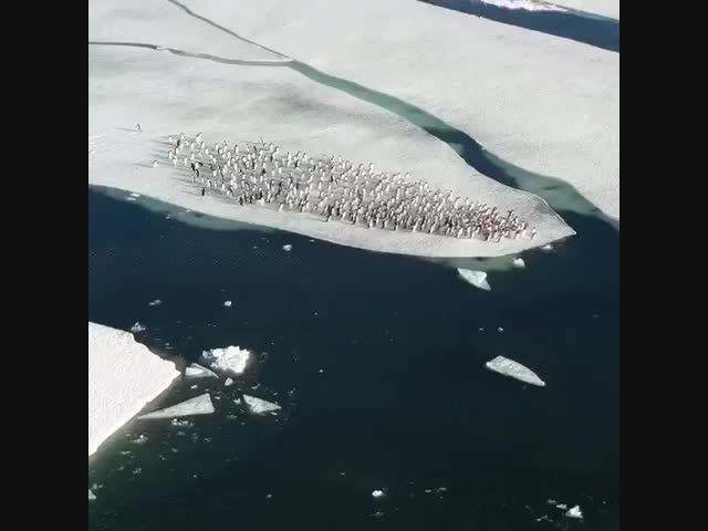 Час пик на айсберге