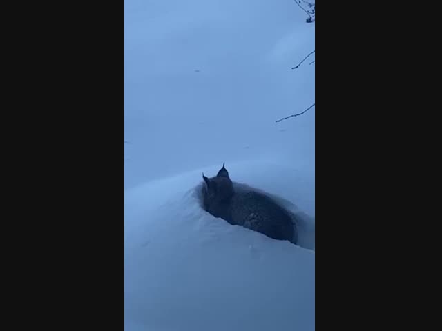 Дикая природа в гостях у человека