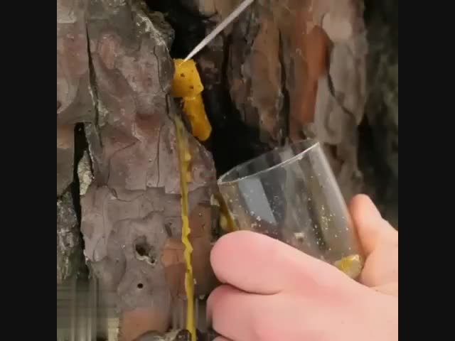 Кормушка для птиц и белок своими руками