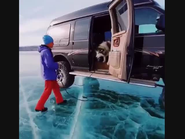 Забавный пёс боится прозрачного льда Байкала