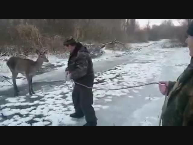 Как корова (зачеркнуто) косуля на льду