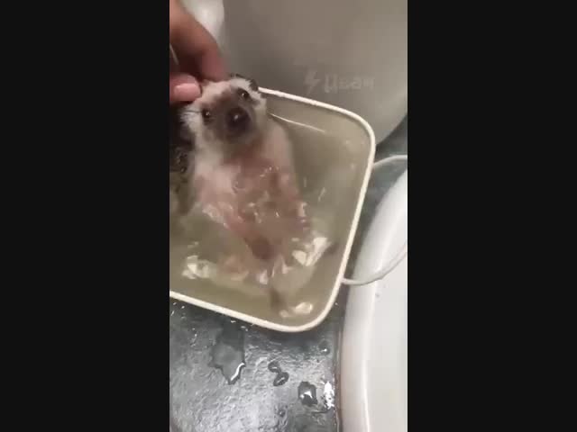 Самый счастливый ёж в мире