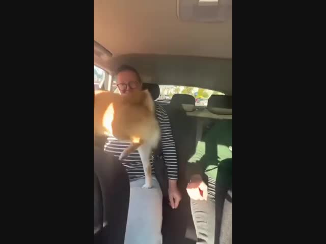 Ниндзя-самоучка