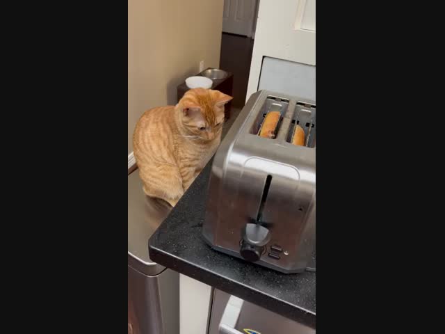 Пугливая кошка