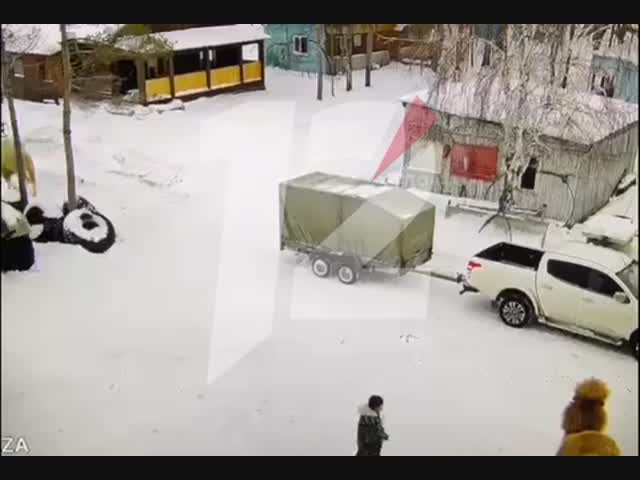 Верблюд убил сторожа в Омской области