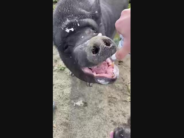 Я хочу жить, как эта свинья:))))