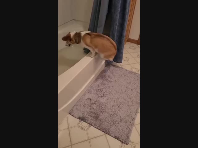 Плохо, когда у тебя длинное тело и короткие лапы