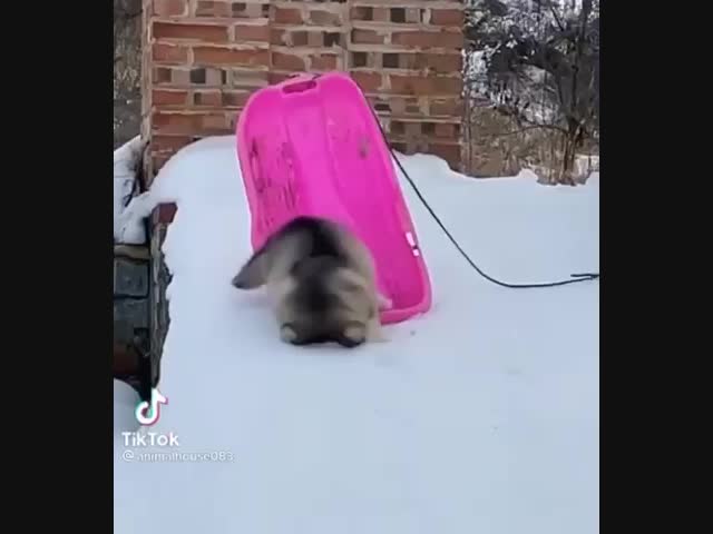 Неуклюжий щенок