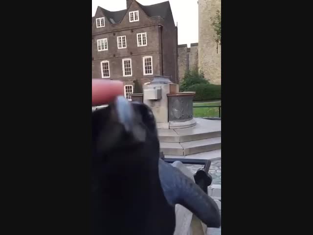 Не только кошки умеют мурлыкать