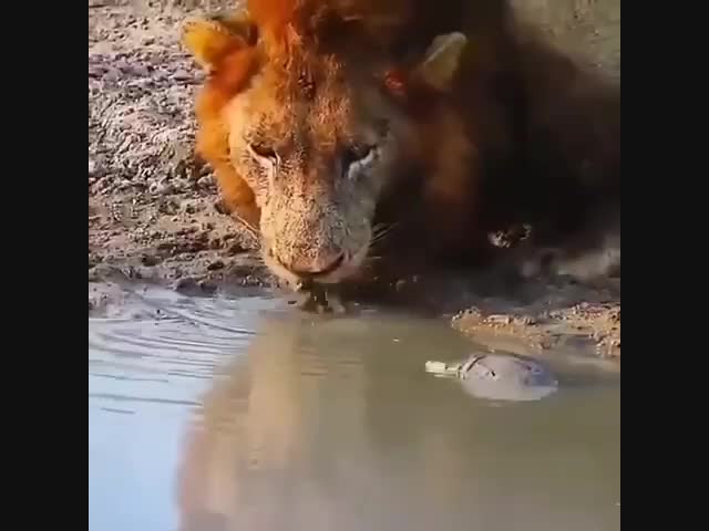 Наглая черепаха отогнала льва от водоёма