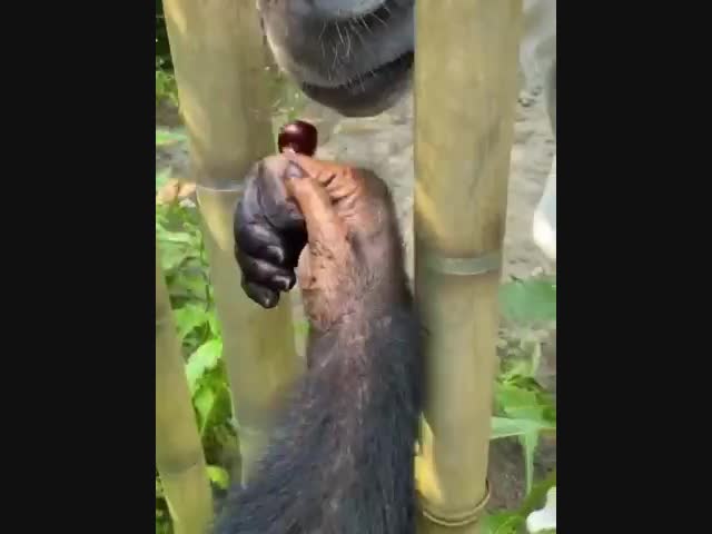 Добрый малый