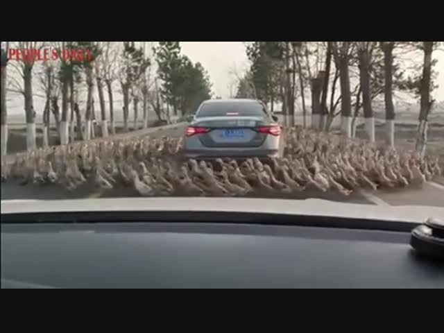 Адские пляски