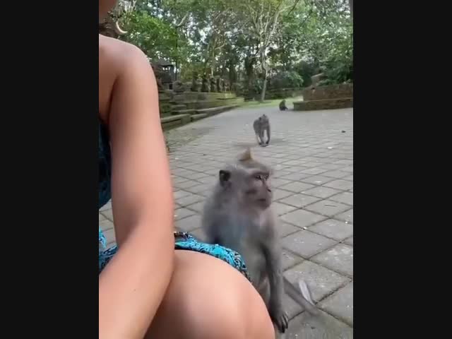 Сразу понятно, кто из этих двух обезьянок мужского пола