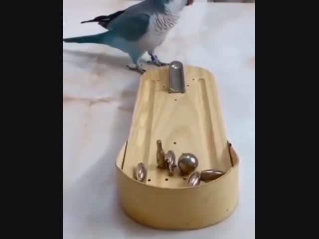 Попугаи - умные существа