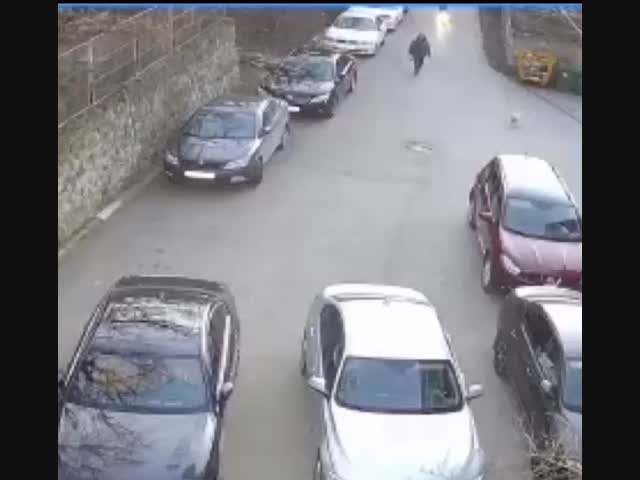 Электроскутерист катапультировал собачку