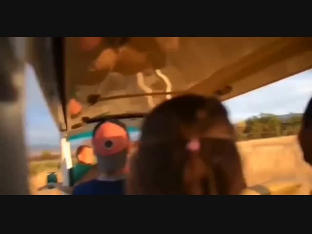 Важно, чтобы львицу не забывали кормить