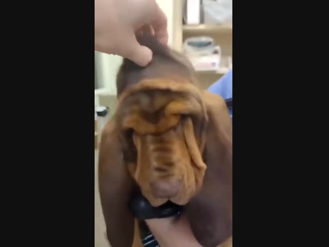 Бедный пёс, наконец, смог взглянуть на мир открытыми глазами