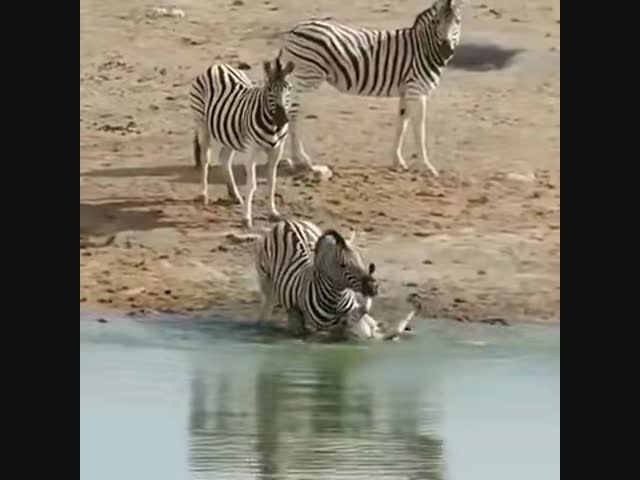 Нравы дикой природы