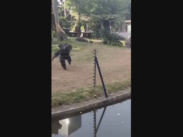 Шимпанзе нанес ответный удар туристке, которая бросила бутылку в его вольер