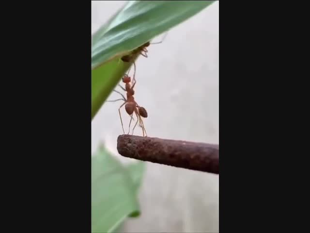 Бедный муравей