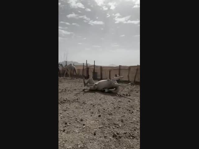 Что случилось с верблюдом?!