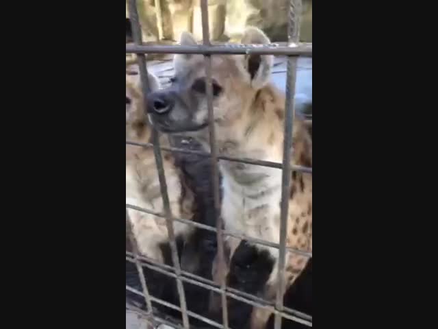 Гиены - дальние родственники кошек. Кто бы мог подумать?!