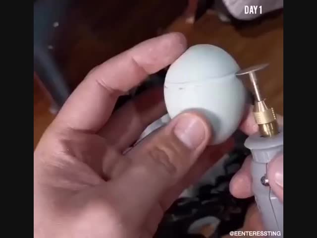 Выращивание цыплёнка в яйце за 21 день