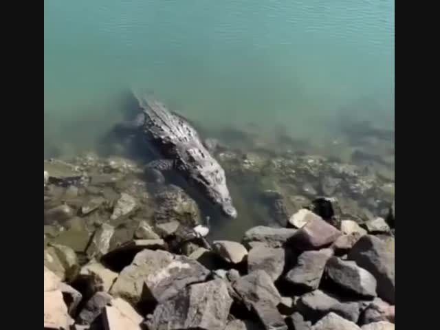 Голодный крокодил